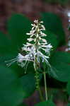 Bottlebrush buckeye